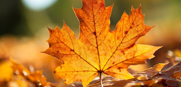 Za&scaron;to volimo jesen i &scaron;ta će nas grejati ove zime?