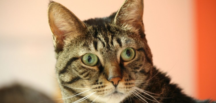 Energija koja nas pokreće &ndash; učenje, promene i dobri rezultati