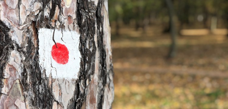 Zagonetka! &Scaron;ta je to? Nismo HOLLY, al' smo WOOD! I nije Japan.