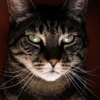 &Scaron;koljkica Ljubimac